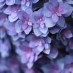 長谷寺の紫陽花（フェアリーアイ）