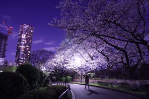 上野の夜桜