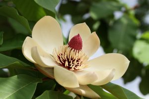 相模原公園の奇妙で綺麗な朴の木の花（ホウノキの花）