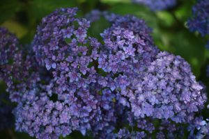 長谷寺の紫陽花（フェアリーアイ）