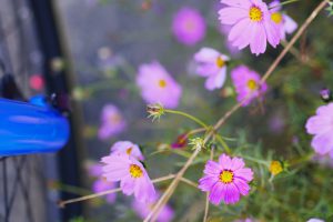 MTBと秋桜