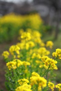 三川公園の菜の花