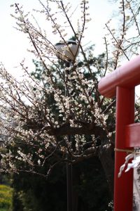 三川公園の鳥居と梅の花