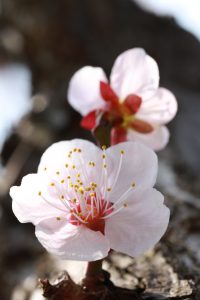 三川公園の梅をマクロレンズでぱしゃり