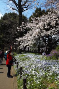 桜とハナニラ（イフェイオン、ベツレヘムの星）の群生（東京）