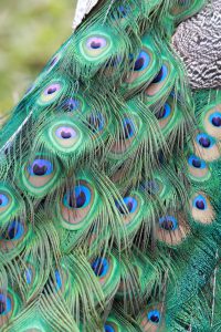 伊豆シャボテン公園の孔雀の羽根