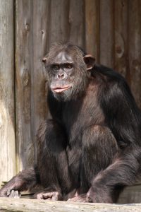 伊豆シャボテン公園のチンパンジー