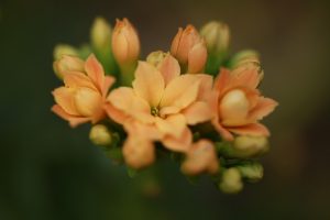 伊豆シャボテン公園の温室の花