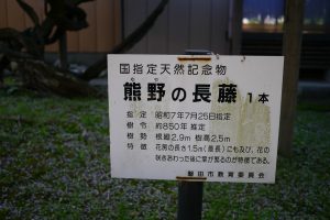 国指定天然記念物 熊野の長藤