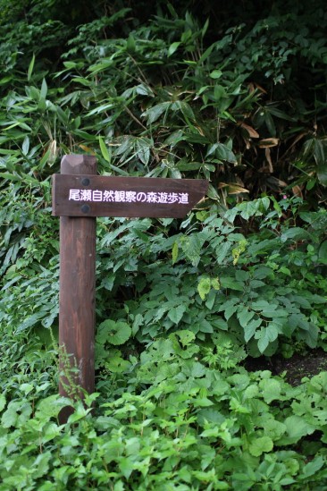 尾瀬自然観察の森遊歩道の入り口