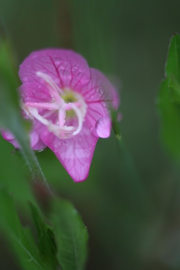 雨の日の写真散歩 (8)