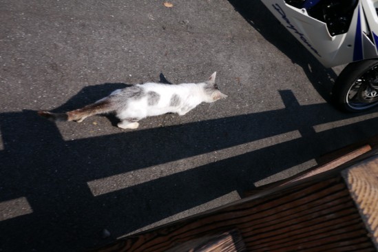 高千穂神社の前にいた猫