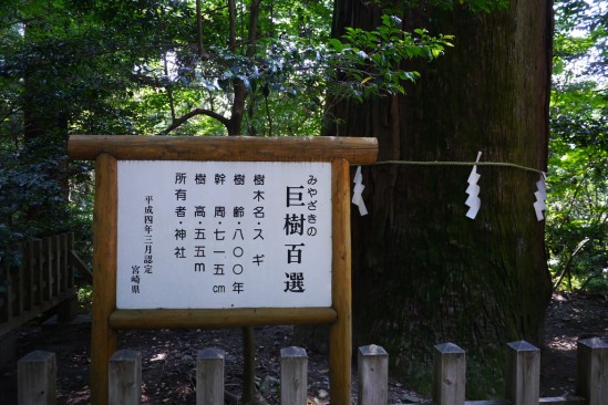 高千穂 宮崎の巨樹百選、樹齢８００年