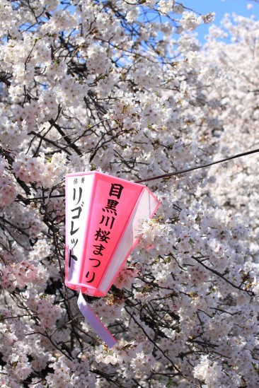 目黒川の桜 (2)