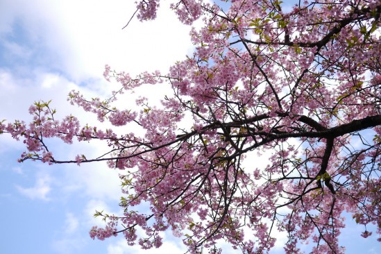 河津七滝・河津桜 (80)