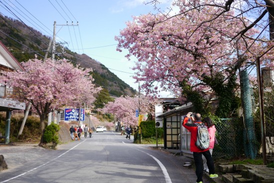 河津七滝・河津桜 (81)