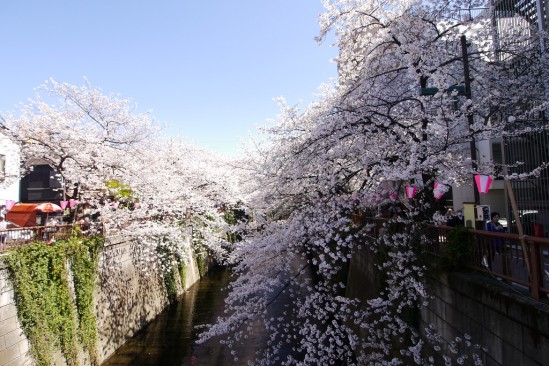 目黒川の桜 (17)