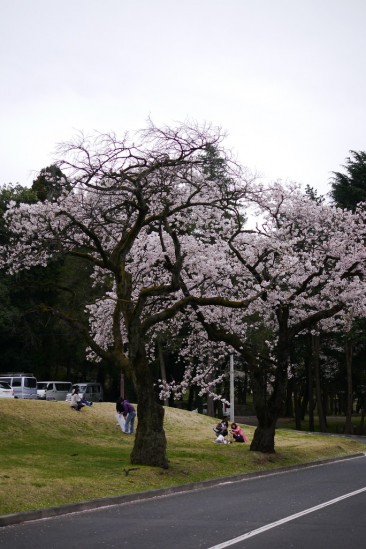 キャンプ座間の桜まつり (14)
